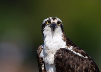 Main Threave Osprey 0620 B4308Bf38Bed3D5Dc3E88Fc83 at Laggan Life